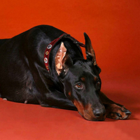  杜宾幼犬