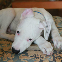 杜高幼犬