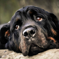 罗威纳幼犬