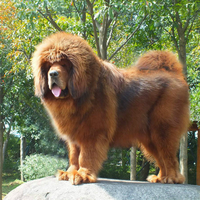 藏獒幼犬