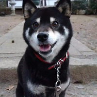 柴犬幼犬