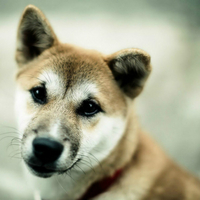 秋田犬幼犬