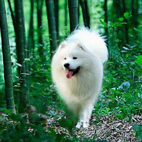 萨摩耶幼犬