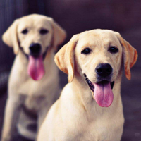 拉布拉多幼犬