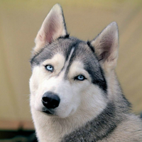 哈士奇幼犬