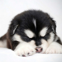 哈士奇幼犬
