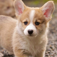 柯基幼犬