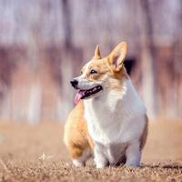 柯基幼犬
