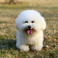比熊幼犬