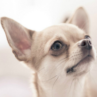 吉娃娃幼犬