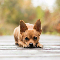 吉娃娃幼犬