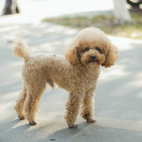 泰迪幼犬