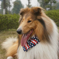 苏牧幼犬