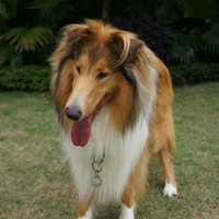 苏牧幼犬