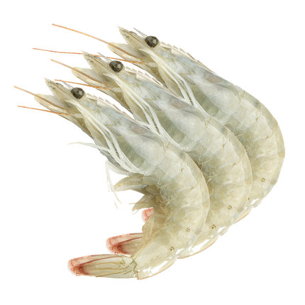 新鲜厄瓜多尔白虾海虾包邮进口海鲜1.8kg