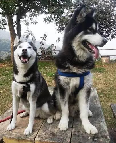 该怎么管理阿拉斯加雪橇犬幼犬