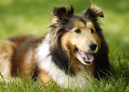 一例犬“樱桃眼”病的手术病例