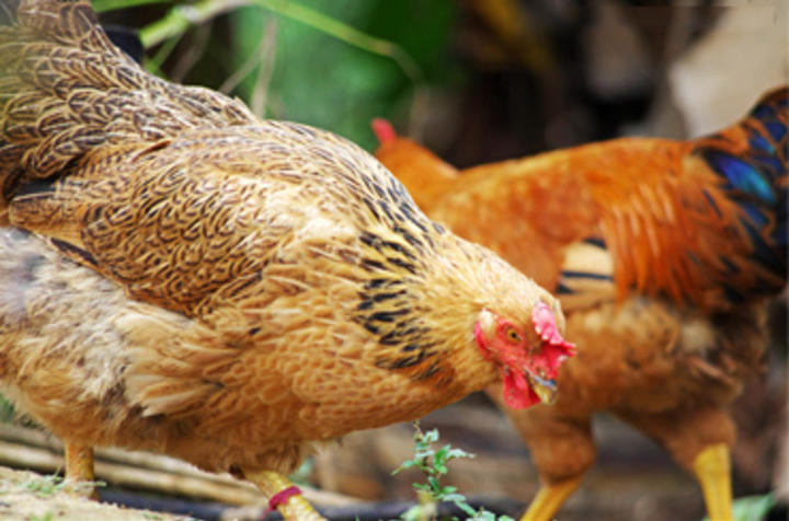 2016年美国肉鸡产业能盈利吗？