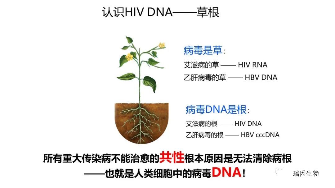 微量精准HIV-1 DNA定量检测应用 1