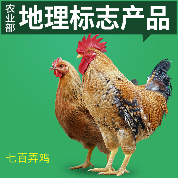 大化瑶族自治县2019-2020年七百弄鸡产业扶贫工作实施方案的通知