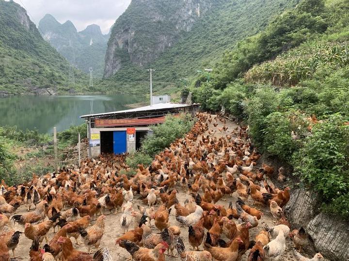 大化县七百弄鸡产业发展概况