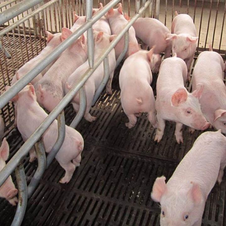 广西正全农牧有限公司种猪场项目环境影响评价第二次公示