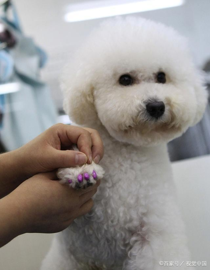 Pet grooming is super popular, cleaning, trimming and styling, pets must be beautiful every day!