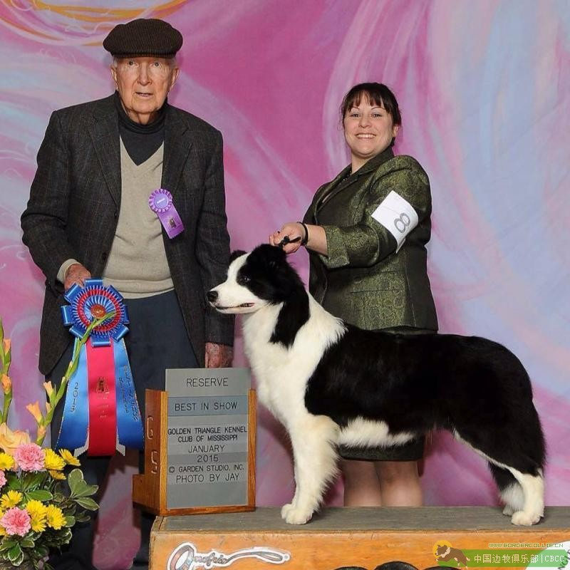 2015年美国优卡杯边境牧羊犬组成绩出炉，来自中国的蛋蛋获得Select Dog！ - 边牧俱乐部