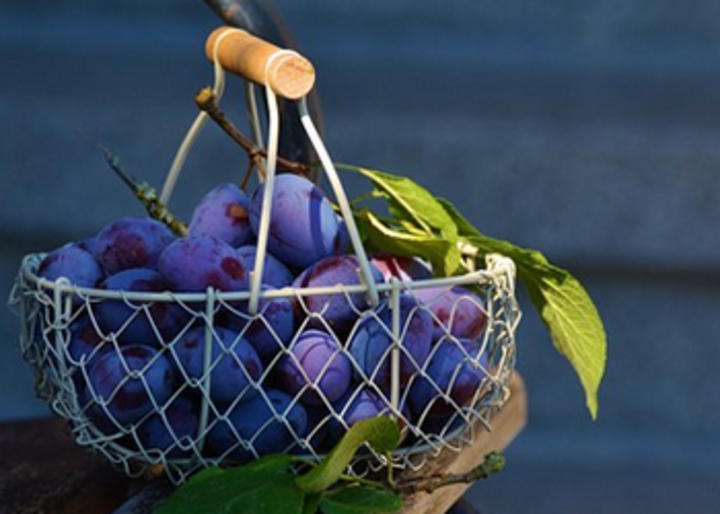 蓝莓果实中含有丰富的营养成分