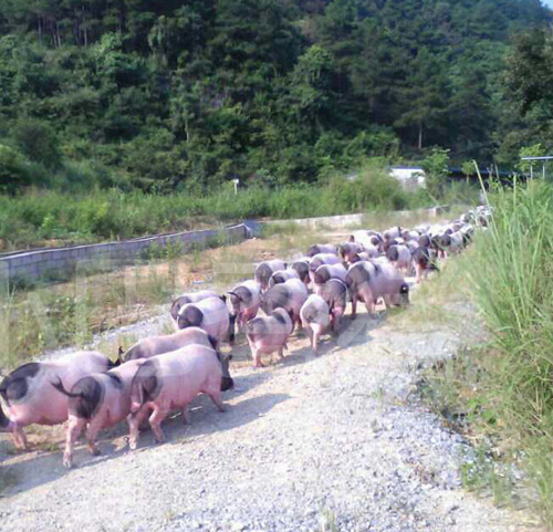 巴马纯种香猪养殖环境