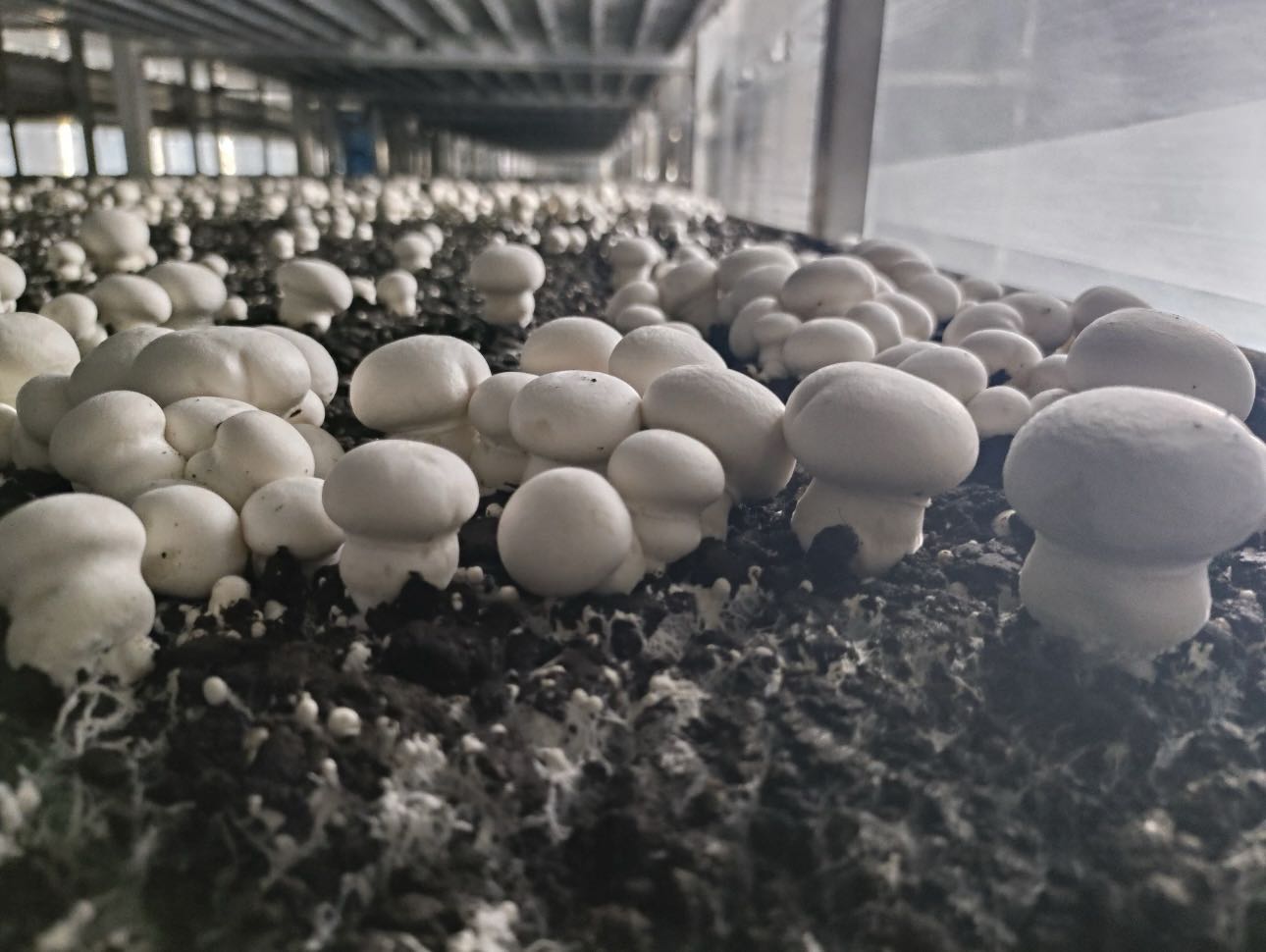 Edible Fungi Project