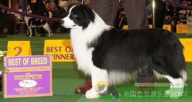 美国西敏寺犬展近十七年边境牧羊犬冠军的演变（1999-2014）