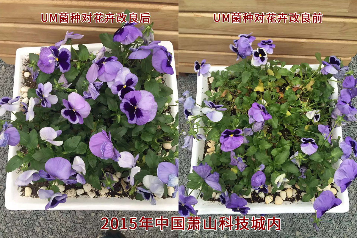 UM菌种对花卉改良后-中国萧山科技城内