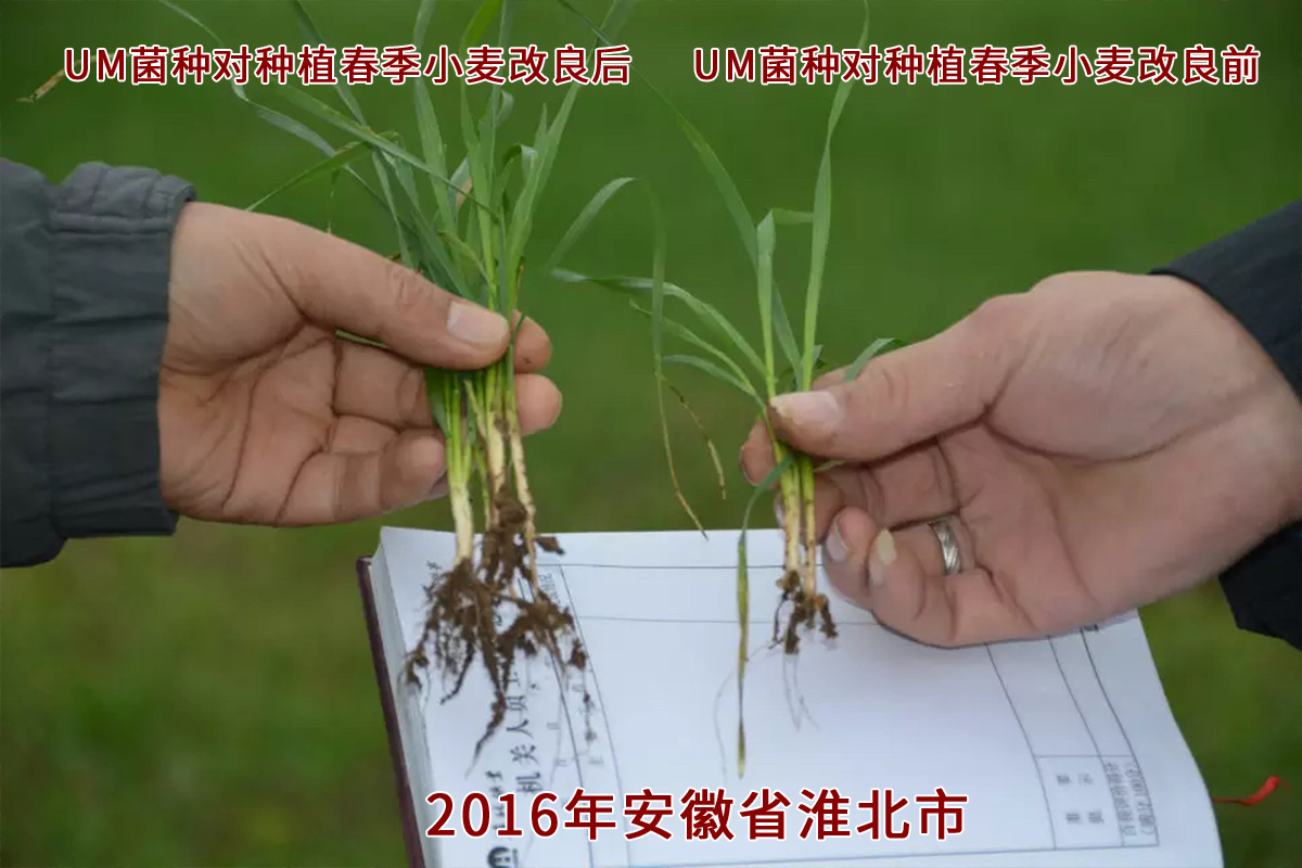 UM菌种对种植春季小麦的土壤改良-安徽省
