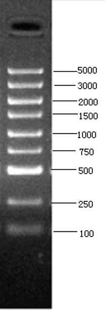DNA marker1.png