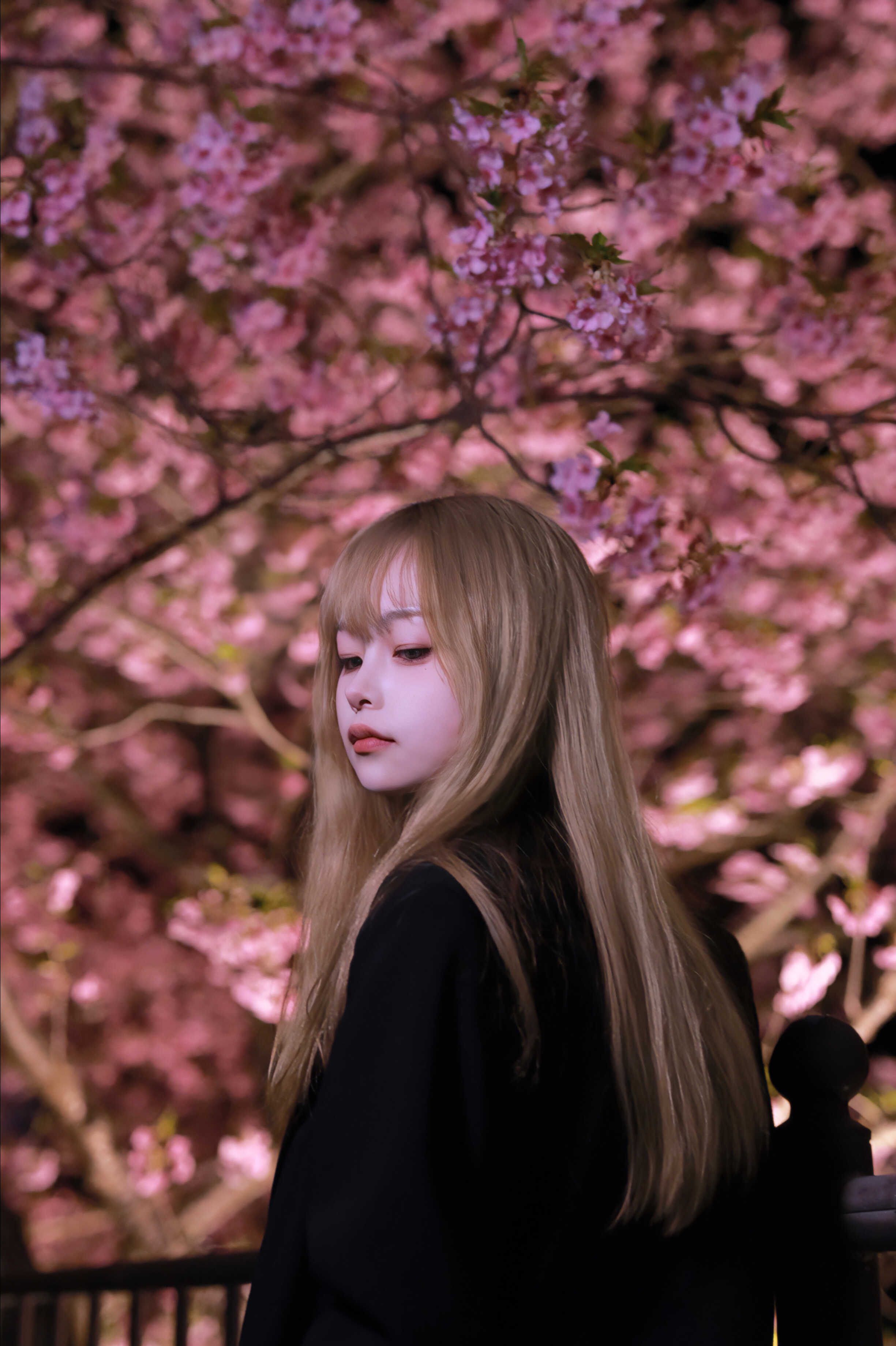 桜　ソロ写真