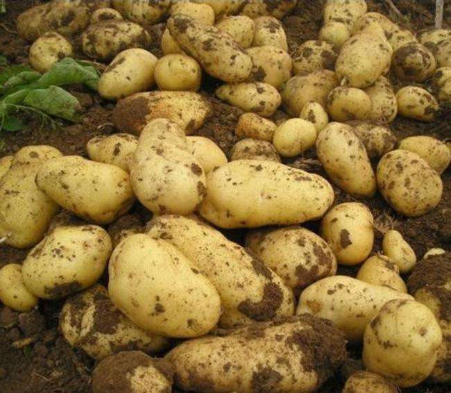 Potato