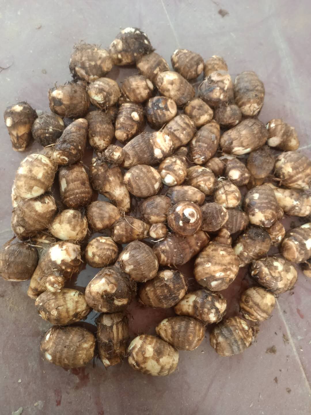Taro