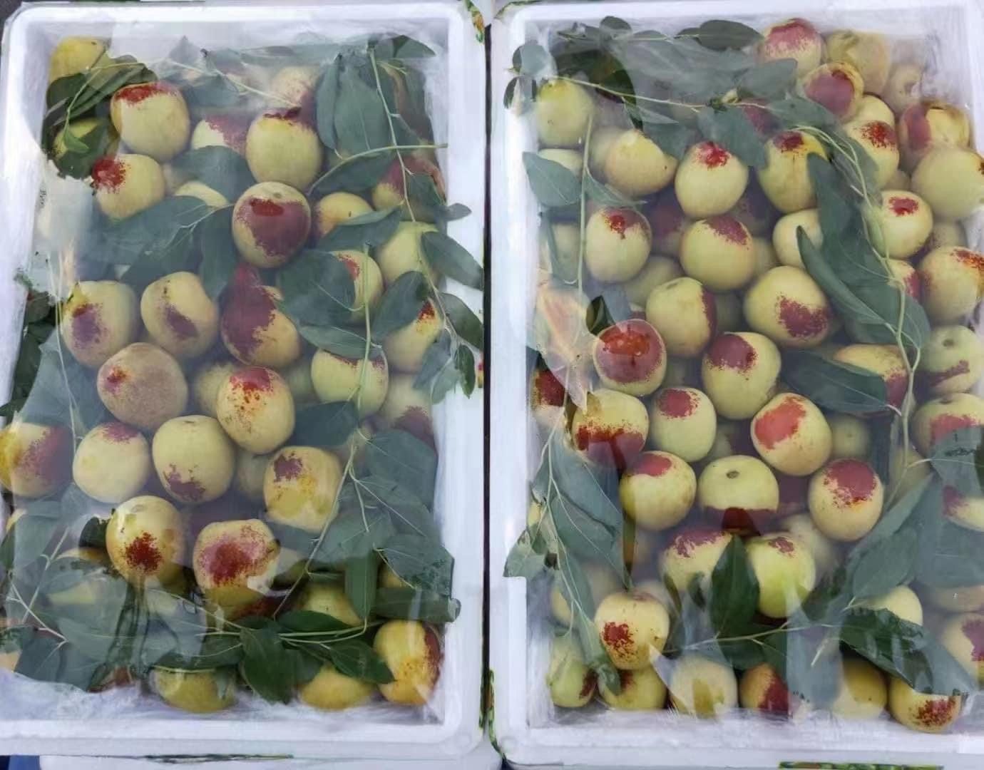 Winter jujube