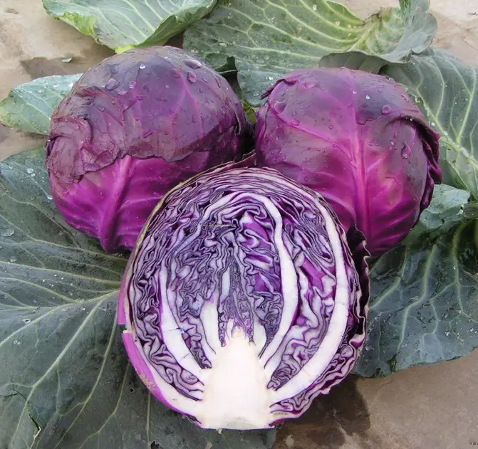 Purple cabbage