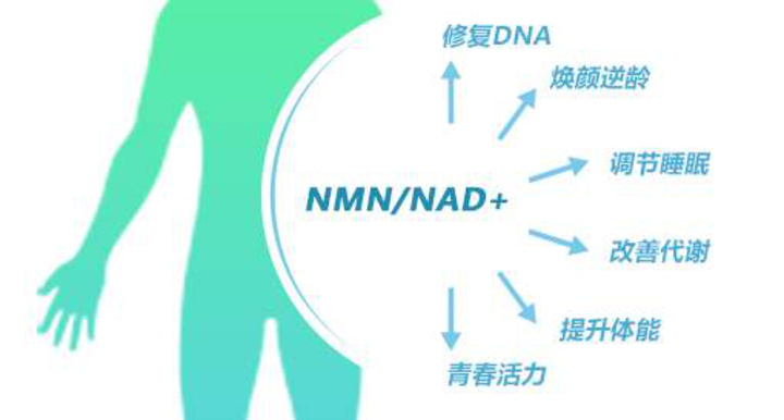 夏天容易困顿，NMN帮你改善夏日疲劳状态