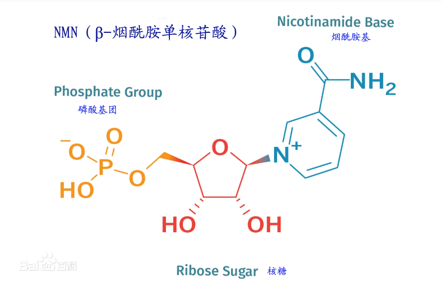 NMN抗老因子的发现，未来或对人类长寿至关重要