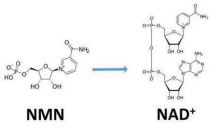 李嘉诚都在用的“不老药”，NMN商业潜力究竟有多大？