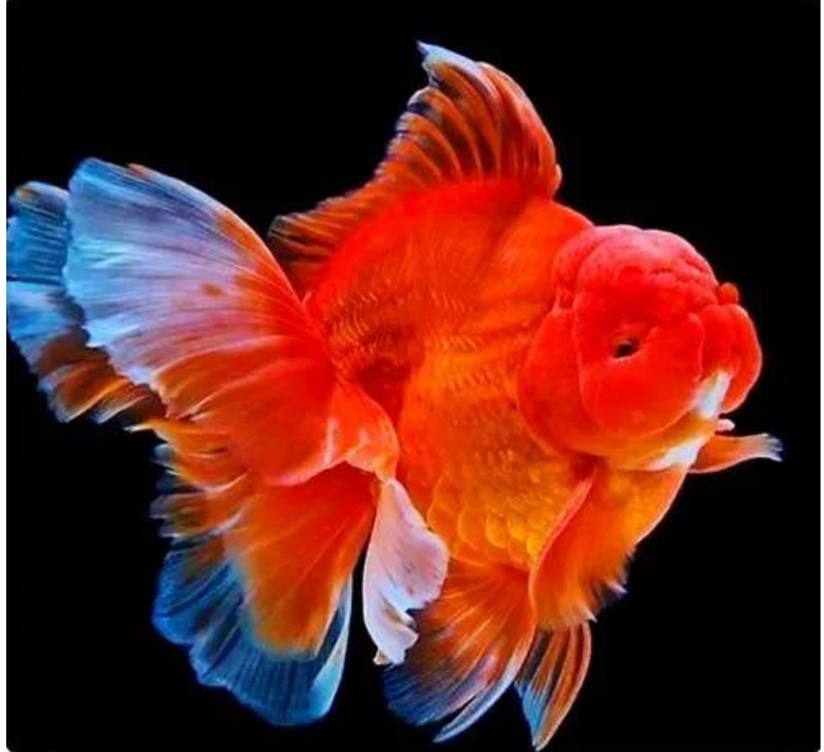 godfish red thai oranda