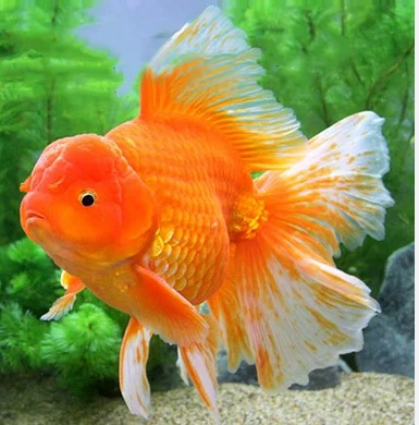 Goldfish  Red & White Thai Oranda