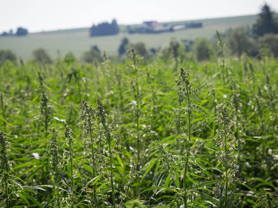 俄罗斯斯维尔德洛夫斯克州工业大麻农场投产
