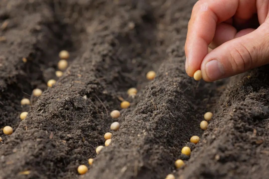 俄罗斯本国种子种植面积正在增长