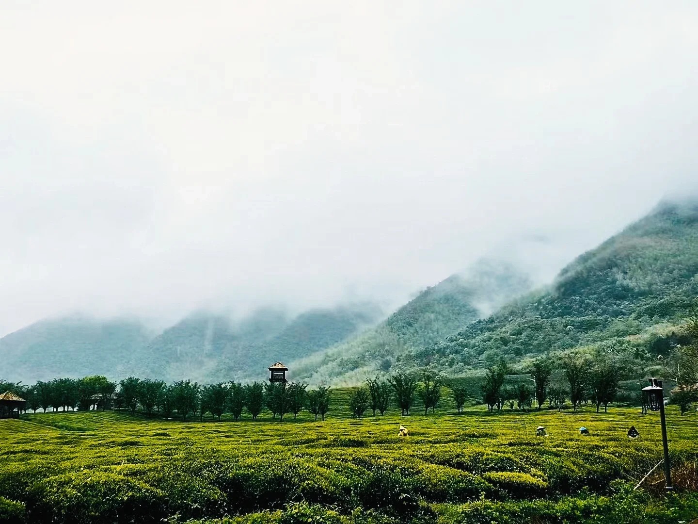 空山新雨后，我偶遇了晨雾里的鸬鸟山