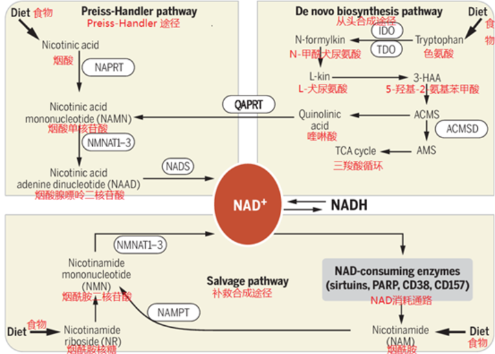 NNM/NAD+在人体内的代谢途径是什么？NAD+降低会有什么影响？