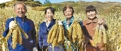 清涧：产业兴旺群众富，乡村振兴步步高